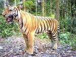 Making sure the Malayan tiger keeps burning bright