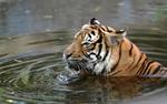 Mining spectre still hangs over conservation of Malayan tiger